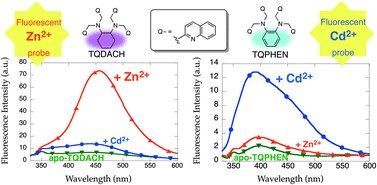 Graphical abstract: TQPHEN (N,N,N′,N′-tetrakis(2-quinolylmethyl)-1,2-phenylenediamine) derivatives as highly selective fluorescent probes for Cd2+