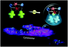 Graphical abstract: A calix[2]triazole[2]arene-based fluorescent chemosensor for probing the copper trafficking pathway in Wilson's disease