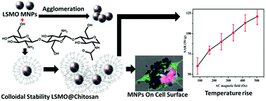 Graphical abstract: Synthesis, characterization and biocompatibility of chitosan functionalized superparamagnetic nanoparticles for heat activated curing of cancer cells
