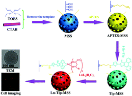 Graphical abstract: Multicolor (Vis-NIR) mesoporous silica nanospheres linked with lanthanide complexes using 2-(5-bromothiophen)imidazo[4,5-f][1,10]phenanthroline for in vitro bioimaging