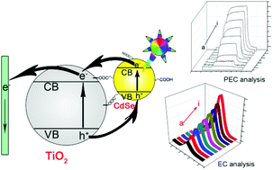 Graphical abstract: Construction of dentate bonded TiO2–CdSe heterostructures with enhanced photoelectrochemical properties: versatile labels toward photoelectrochemical and electrochemical sensing