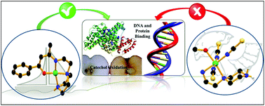 Graphical abstract: Nickel(ii) complexes with a flexible piperazinyl moiety: studies on DNA and protein binding and catecholase like properties