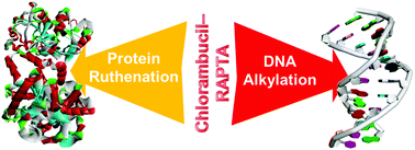 Graphical abstract: Protein ruthenation and DNA alkylation: chlorambucil-functionalized RAPTA complexes and their anticancer activity
