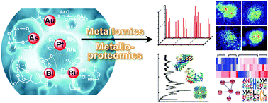 Graphical abstract: Metallomic and metalloproteomic strategies in elucidating the molecular mechanisms of metallodrugs
