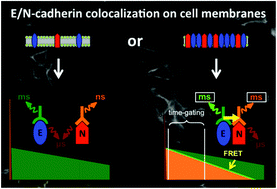Graphical abstract: Terbium-based time-gated Förster resonance energy transfer imaging for evaluating protein–protein interactions on cell membranes
