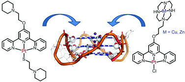 Graphical abstract: Syntheses of polypyridyl metal complexes and studies of their interaction with quadruplex DNA