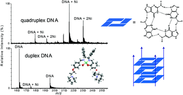 Graphical abstract: Synthesis and characterisation of nickel Schiff base complexes containing the meso-1,2-diphenylethylenediamine moiety: selective interactions with a tetramolecular DNA quadruplex
