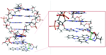 Graphical abstract: Photoinduced interactions of two dirhodium complexes with d(GTCGAC)2 probed by 2D NOESY
