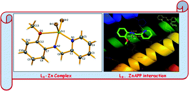 Graphical abstract: Insight into inhibition of the human amyloid beta protein precursor (APP: PDB ID 3UMI) using (E)-N-(pyridin-2-ylmethylene)arylamine (LR) models: structure elucidation of a family of ZnX2-LR complexes