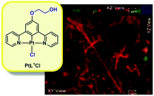 Graphical abstract: Neutral N^C^N terdentate luminescent Pt(ii) complexes: their synthesis, photophysical properties, and bio-imaging applications
