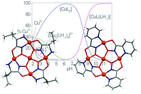 Graphical abstract: The peculiar behavior of Picha in the formation of metallacrown complexes with Cu(ii), Ni(ii) and Zn(ii) in aqueous solution