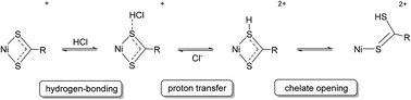 Graphical abstract: Mechanisms and rates of proton transfer to coordinated carboxydithioates: studies on [Ni(S2CR){PhP(CH2CH2PPh2)2}]+ (R = Me, Et, Bun or Ph)