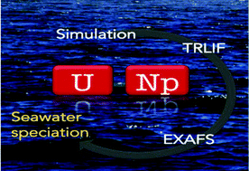 Graphical abstract: XAS and TRLIF spectroscopy of uranium and neptunium in seawater