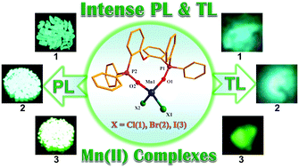 Graphical abstract: Intense photo- and tribo-luminescence of three tetrahedral manganese(ii) dihalides with chelating bidentate phosphine oxide ligand