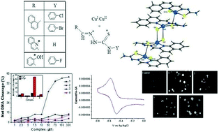 Graphical abstract: Synthesis, X-ray structure and in vitro cytotoxicity studies of Cu(i/ii) complexes of thiosemicarbazone: special emphasis on their interactions with DNA