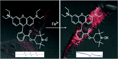 Graphical abstract: Reaction-based turn-on fluorescent probes with magnetic responses for Fe2+ detection in live cells