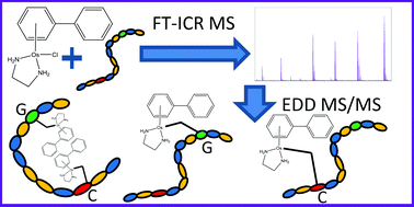 Graphical abstract: Binding of an organo–osmium(ii) anticancer complex to guanine and cytosine on DNA revealed by electron-based dissociations in high resolution Top–Down FT-ICR mass spectrometry