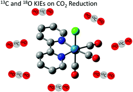 Graphical abstract: Competitive 13C and 18O kinetic isotope effects on CO2 reduction catalyzed by Re(bpy)(CO)3Cl