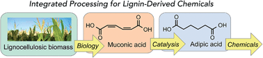 Graphical abstract: Adipic acid production from lignin