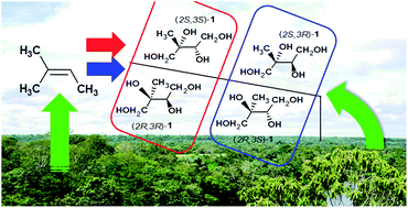 Graphical abstract: Primary and secondary organics in the tropical Amazonian rainforest aerosols: chiral analysis of 2-methyltetraols