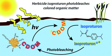 Graphical abstract: Contaminant-mediated photobleaching of wetland chromophoric dissolved organic matter