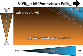Graphical abstract: Uranium incorporation into aluminum-substituted ferrihydrite during iron(ii)-induced transformation