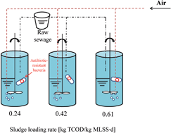 Graphical abstract: The sludge loading rate regulates the growth and release of heterotrophic bacteria resistant to six types of antibiotics in wastewater activated sludge