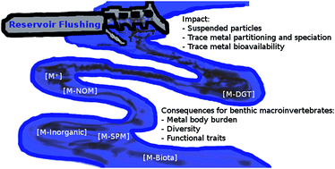 Graphical abstract: Effects of a reservoir flushing on trace metal partitioning, speciation and benthic invertebrates in the floodplain