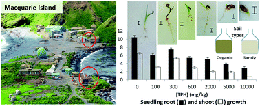 Graphical abstract: Impact of hydrocarbons from a diesel fuel on the germination and early growth of subantarctic plants