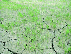 Graphical abstract: Projections of on-farm salinity in coastal Bangladesh