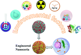 Graphical abstract: Behavior of nanoceria in biologically-relevant environments