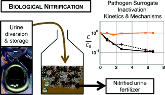 Graphical abstract: Inactivation kinetics and mechanisms of viral and bacterial pathogen surrogates during urine nitrification