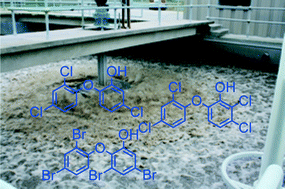 Graphical abstract: Triclosan, chlorinated triclosan derivatives, and hydroxylated polybrominated diphenyl ethers (OH-BDEs) in wastewater effluents