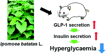 Graphical abstract: Dietary sweet potato (Ipomoea batatas L.) leaf extract attenuates hyperglycaemia by enhancing the secretion of glucagon-like peptide-1 (GLP-1)