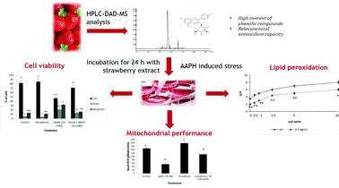 Graphical abstract: An anthocyanin-rich strawberry extract protects against oxidative stress damage and improves mitochondrial functionality in human dermal fibroblasts exposed to an oxidizing agent