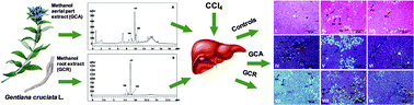 Graphical abstract: Hepatoprotective effects of secoiridoid-rich extracts from Gentiana cruciata L. against carbon tetrachloride induced liver damage in rats