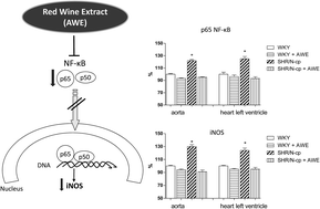Graphical abstract: Red wine extract decreases pro-inflammatory markers, nuclear factor-κB and inducible NOS, in experimental metabolic syndrome