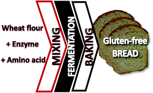 Graphical abstract: Transamidation of gluten proteins during the bread-making process of wheat flour to produce breads with less immunoreactive gluten