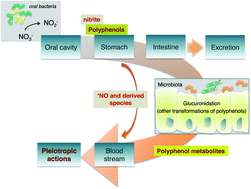 Graphical abstract: A shortcut to wide-ranging biological actions of dietary polyphenols: modulation of the nitrate–nitrite–nitric oxide pathway in the gut