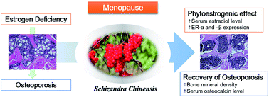 Graphical abstract: Ameliorative effects of Schizandra chinensis on osteoporosis via activation of estrogen receptor (ER)-α/-β