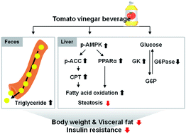 Graphical abstract: Anti-obesity and anti-insulin resistance effects of tomato vinegar beverage in diet-induced obese mice