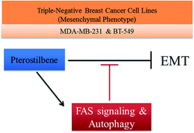 Graphical abstract: The anti-tumor efficiency of pterostilbene is promoted with a combined treatment of Fas signaling or autophagy inhibitors in triple negative breast cancer cells