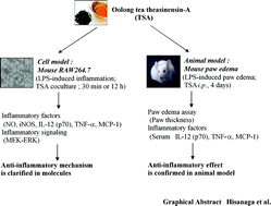 Graphical abstract: Anti-inflammatory activity and molecular mechanism of Oolong tea theasinensin