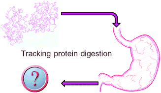 Graphical abstract: Digestion proteomics: tracking lactoferrin truncation and peptide release during simulated gastric digestion