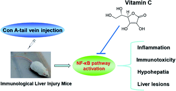 Graphical abstract: Vitamin C exerts beneficial hepatoprotection against Concanavalin A-induced immunological hepatic injury in mice through inhibition of NF-κB signal pathway