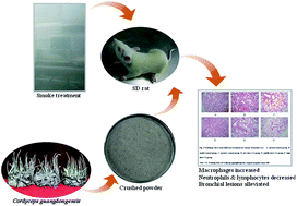 Graphical abstract: Anti-inflammatory effect of a novel food Cordyceps guangdongensis on experimental rats with chronic bronchitis induced by tobacco smoking