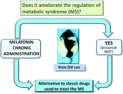 Graphical abstract: Melatonin and metabolic regulation: a review