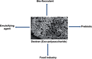 Graphical abstract: Superior prebiotic and physicochemical properties of novel dextran from Weissella cibaria JAG8 for potential food applications