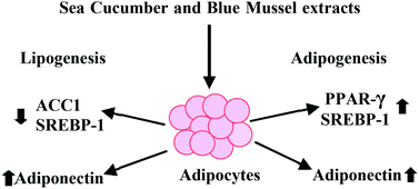 Graphical abstract: Sea cucumber and blue mussel: new sources of phospholipid enriched omega-3 fatty acids with a potential role in 3T3-L1 adipocyte metabolism