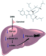 Graphical abstract: Protective effects of garcinol on dimethylnitrosamine-induced liver fibrosis in rats